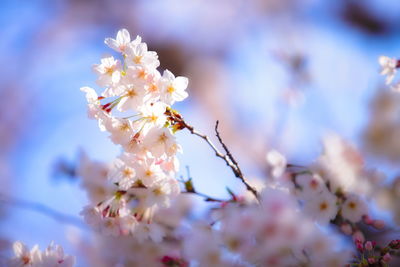 Close-up of cherry blossom