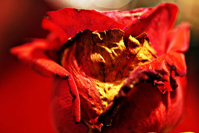 Close-up of butterfly on red flower