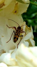 Close-up of insect on flower