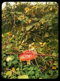 Plant growing in park