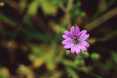 Close-up of pink flowering plant