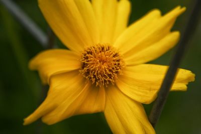 Close-up of yellow flower