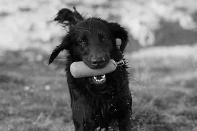 Portrait of a dog