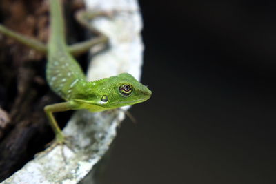 Close-up of green frog on leaf