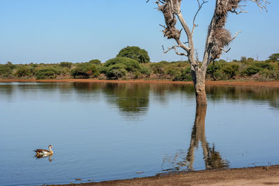 View of a duck in a lake