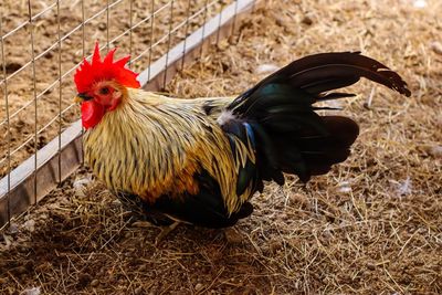 View of rooster on field