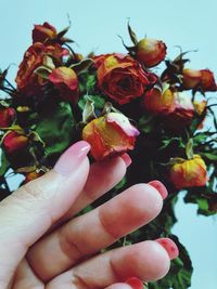 Close-up of hand holding flowering plant