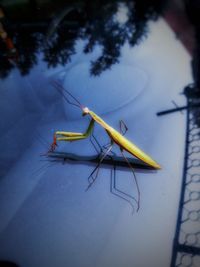 High angle view of insect on a tree