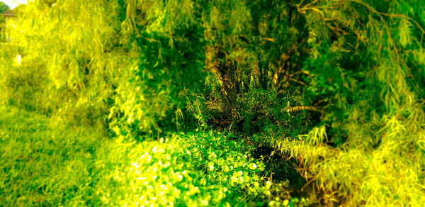 Full frame shot of plants on land