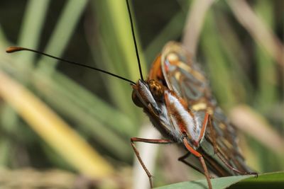 Close-up of butterfly on leaf