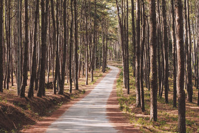 Footpath amidst trees in forest