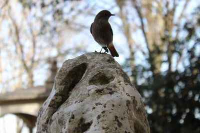 Close-up of bird perching on tree