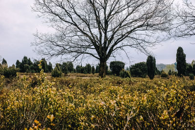 Scenic view of field against sky