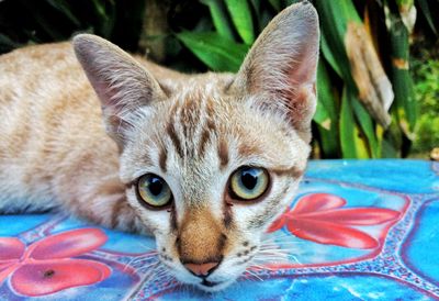 Close-up portrait of ginger cat lying down