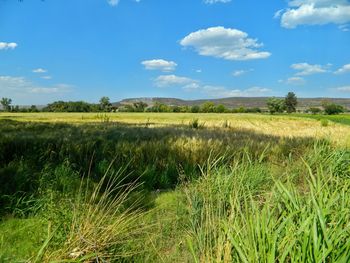 Scenic view of field against sky
