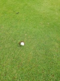 High angle view of golf course on field