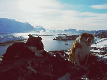View of a dog looking at sea