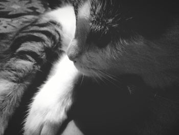Close-up of dog sleeping
