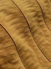 Dry brown leaf texture