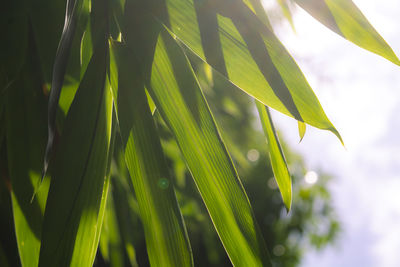 Close-up of green leaves