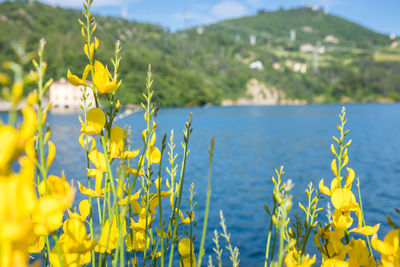 Close-up of yellow flowering plant on land