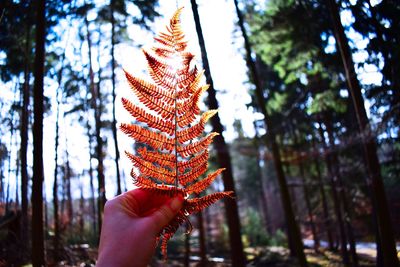 Midsection of person holding tree trunk in forest