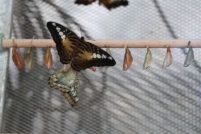 Close-up of butterfly flying