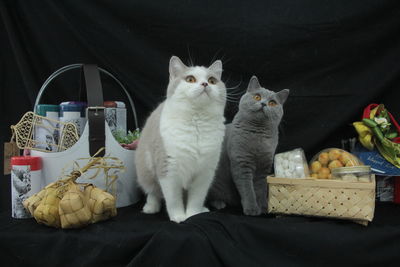 Portrait of a cat in basket