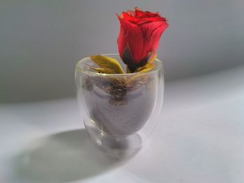 Close-up of red rose in glass on table