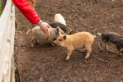 High angle view of sheep