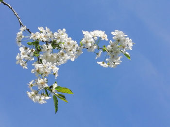 Low angle view of cherry blossoms against clear blue sky