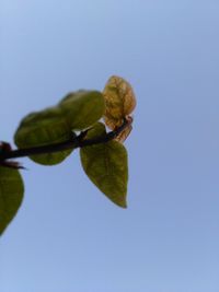 Low angle view of plant against clear blue sky