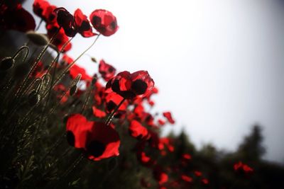 Close-up low angle view of red flowers