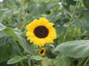Close-up of sunflower on plant