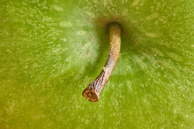 Close-up of crab on leaf