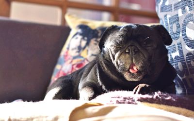 Close-up of cute pug yawning on bed at home