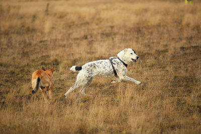 Dog running in a field