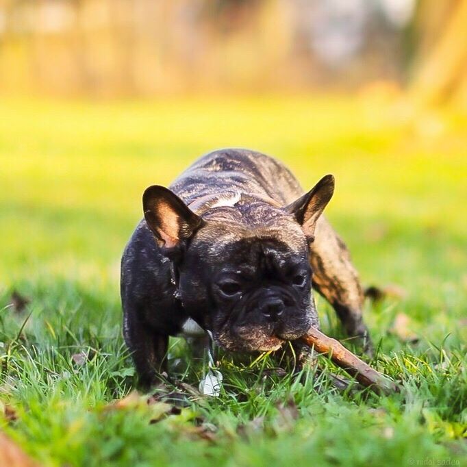 grass, animal themes, one animal, field, grassy, dog, mammal, focus on foreground, pets, domestic animals, black color, selective focus, relaxation, close-up, lying down, nature, day, no people, outdoors, sitting