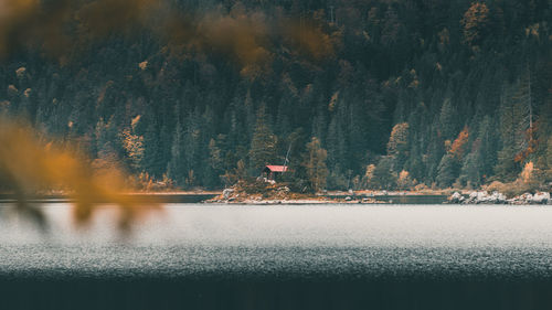 Scenic view of lake in forest