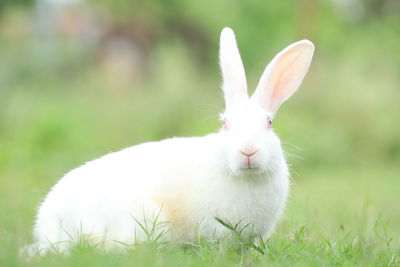 View of a rabbit on field