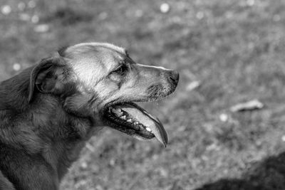 Close-up of dog