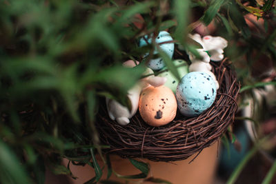 Close-up of eggs in nest