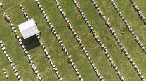 High angle view of flower decoration and white shed on green landscape