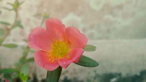 Close-up of pink flower