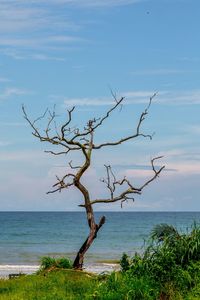 Tree on beach against sky