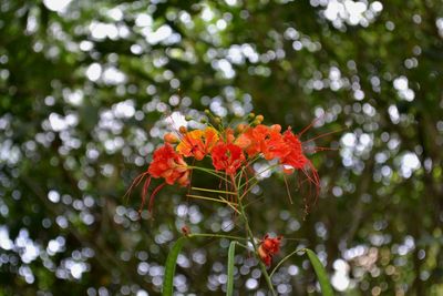 Close-up of red flower growing on tree