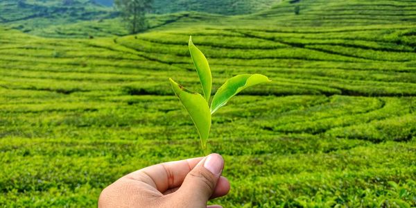 Tea leaves