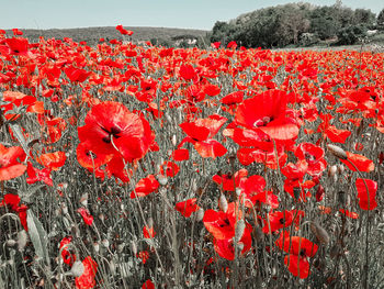 Close-up of red poppy flowers growing on field against sky