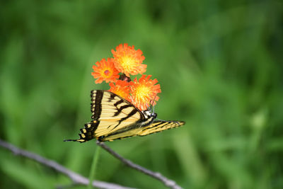 Close-up of butterfly on flower