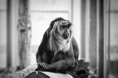 Close-up of dog sitting outdoors